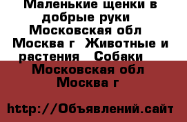 Маленькие щенки в добрые руки - Московская обл., Москва г. Животные и растения » Собаки   . Московская обл.,Москва г.